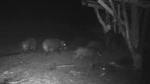 Дикий кабан — самый опасный зверь российских лесов