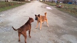 Питбуль Vs Немецкая овчарка
За кого ты??!