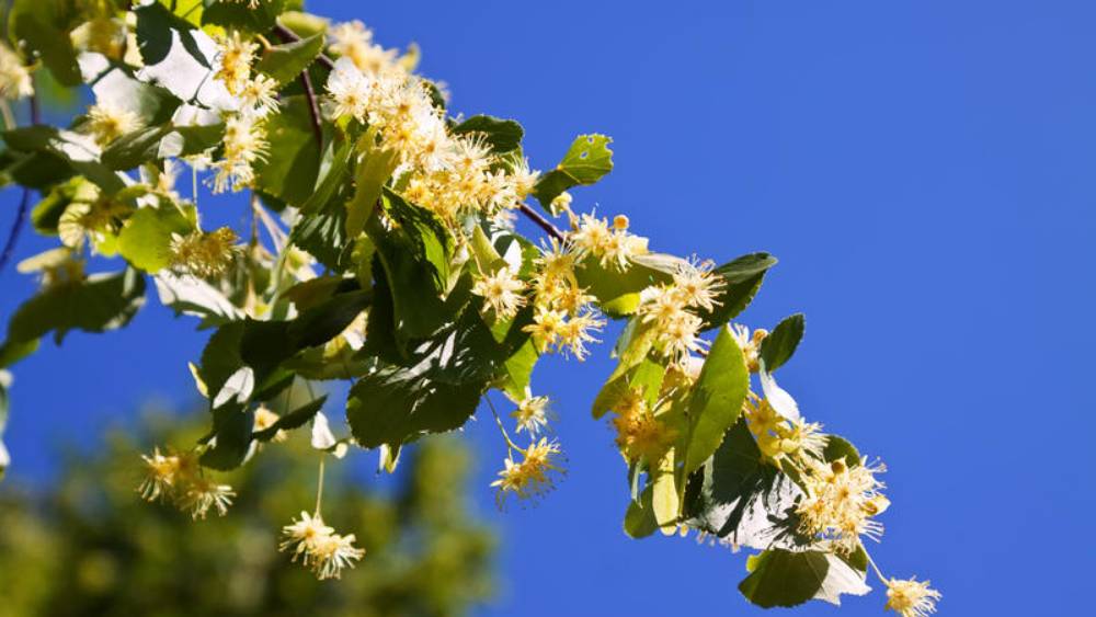 Почему же ты замужем? смотреть онлайн