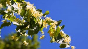 Почему же ты замужем?