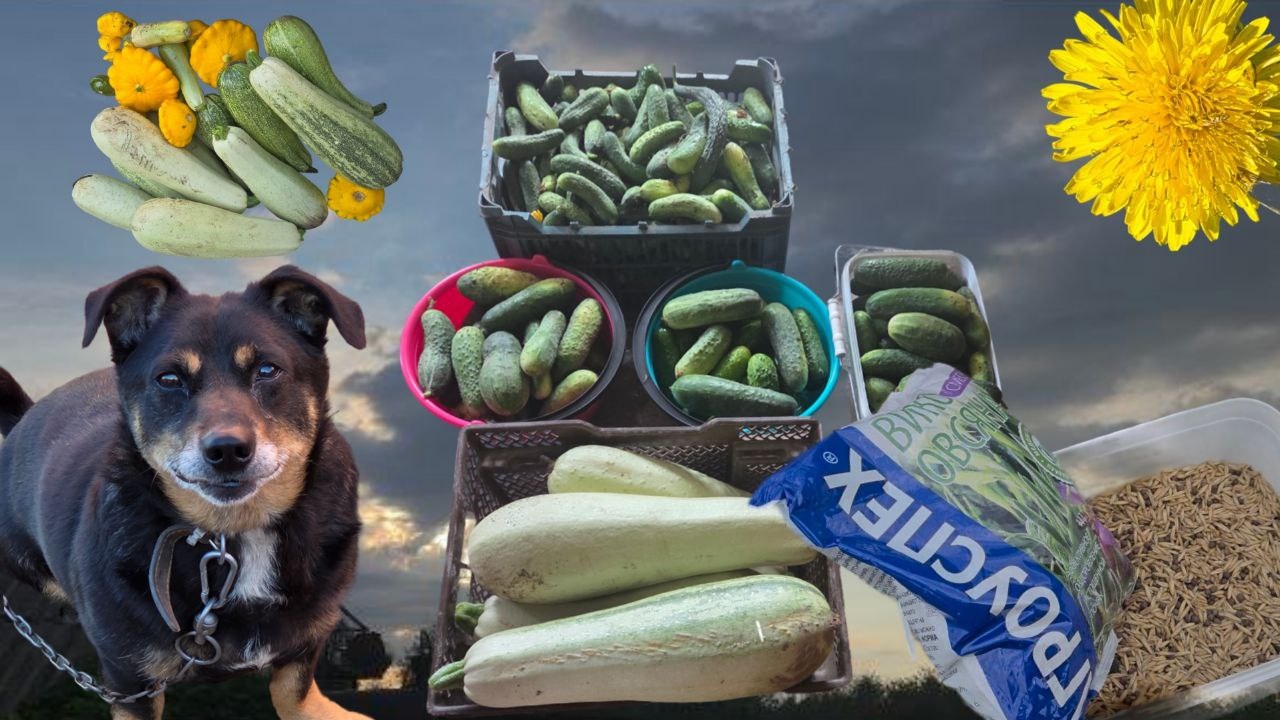 МОИ ДЕРЕВЕНСКИЕ ХЛОПОТЫ В РАЗГАРЕ:)ПОСАДКА СИДЕРАТОВ/ПОКОС ТРАВЫ/ОГУРЕЧНЫЙ БУНТ РАДУЕТ:)