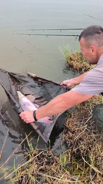 #carpfishing #поймалОтпусти #карп #carp