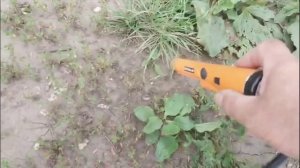 Поиски с металлоискателем Quest Q20