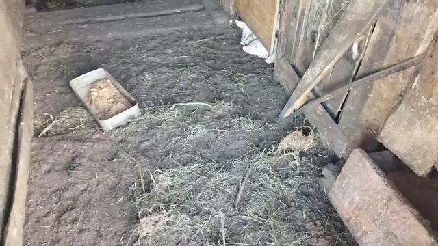 НАШИ ЖИВОТНЫЕ смотреть онлайн