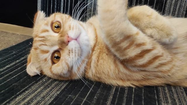 кто это в рыжем костюмчике😍? смотреть онлайн