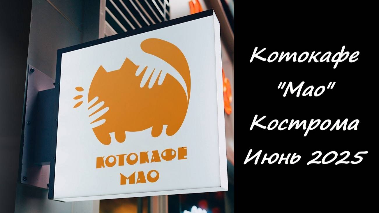 Где коты выбирают гостей, а не наоборот. Котокафе МАО. Кострома. Июнь 2025