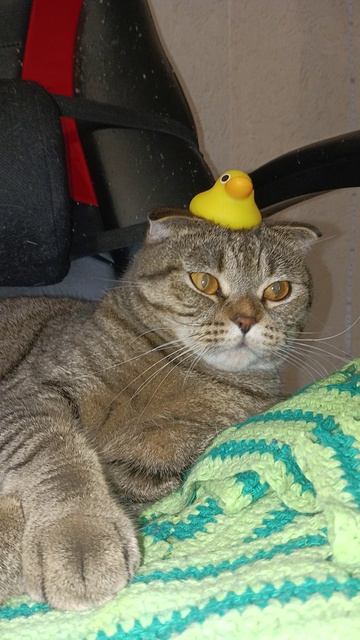 А ВЫ ПОМНИТЕ ЭТУ ПЕСНЮ??😹😏🥺#cat #кот #смешныекоты #утки  #TishaAndAlex