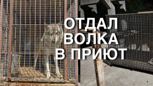 ОТДАЛ ВОЛКАсоба В ПРИЮТ! | Питбули dragon life