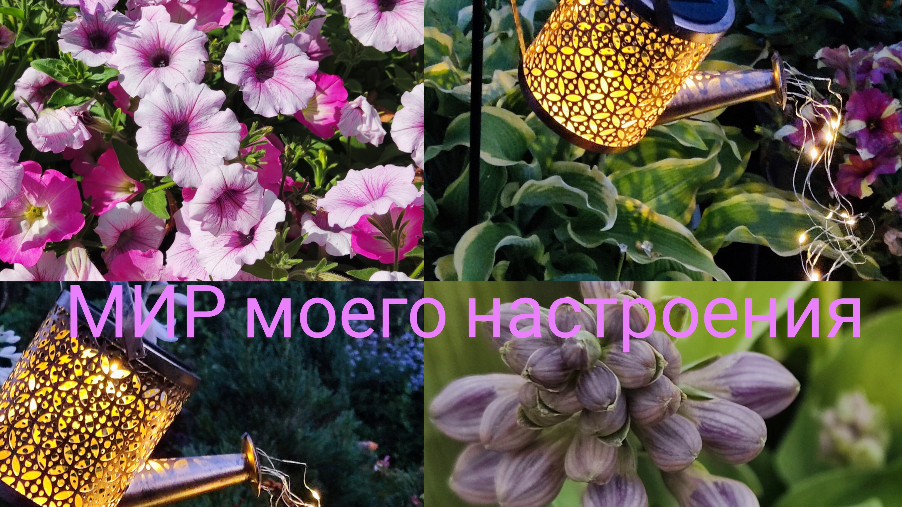 20.07.25 Дача.Романтика сада.Немного про хосты. смотреть онлайн