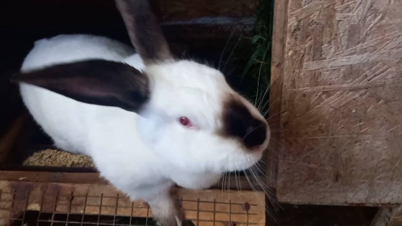 Поели - поспали ... 🐇 Вика хочет пробежаться, да хозяйка не пускает! смотреть онлайн