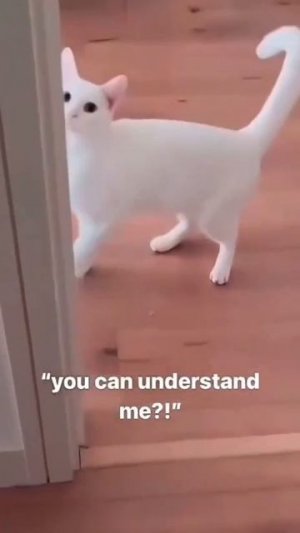 Подборка котофейлов