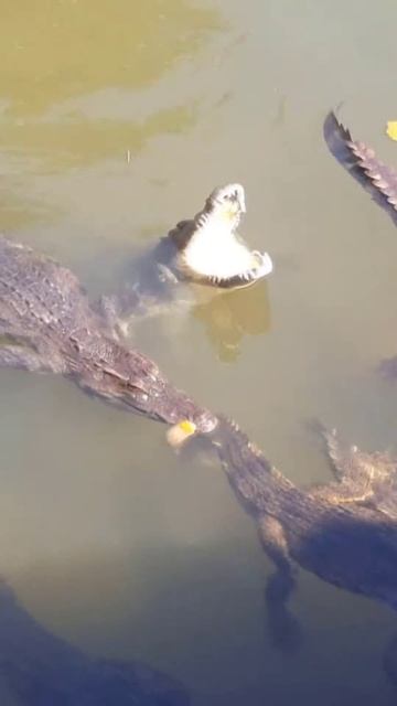 Эко-парк Янг Беи cut 1 смотреть онлайн