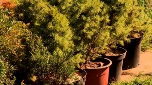 Ландшафтный дизайн участка, дома.Грицаенко.М.В.