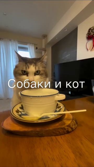 Собаки и кот
