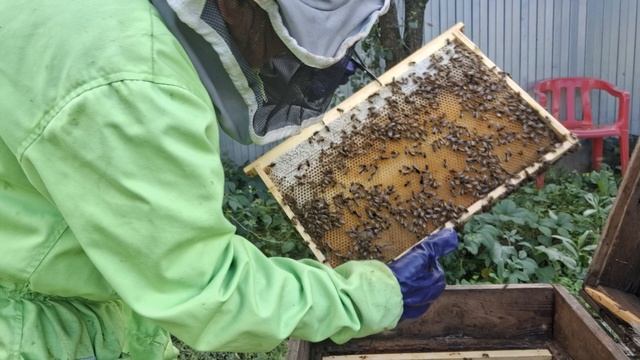 Что с мёдом в семьях, за 2 недели до конца медосбора смотреть онлайн