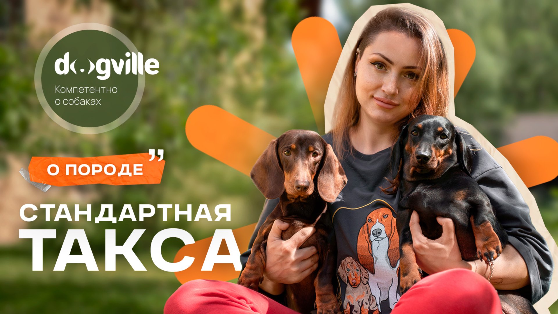 Стандартная такса — О породе с заводчиком