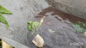 Как живут в русской деревне /погода жесть!
