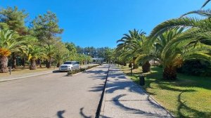 Самшитовая роща. Абхазия