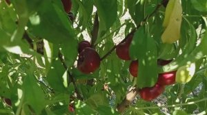 нектарин Донат