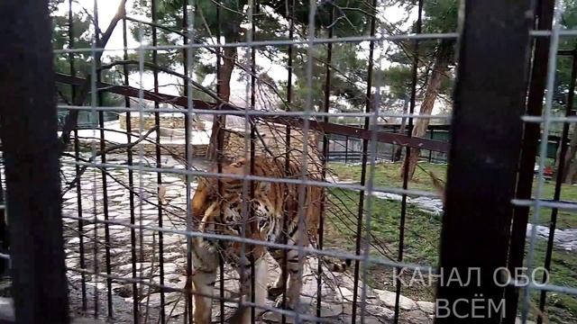 Немного о САФАРИ ПАРК. смотреть онлайн