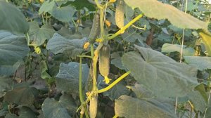 огурец Северин F1 в китайских теплицах, прямым севом. июль 2025г.