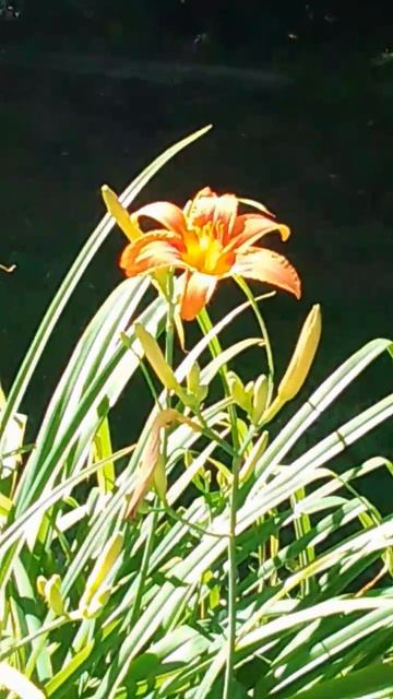 Тигровые лилии смотреть онлайн