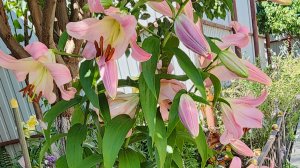 Хлопоты и радости