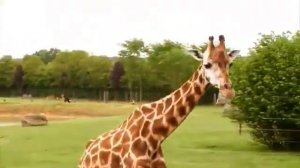 Как Рождаются Детеныши Животных