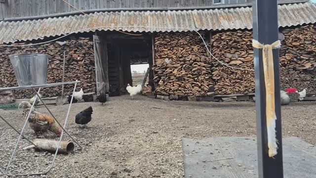 Сделала страхование/ Олег идет по девчонкам,шутим/чеснок выкопала смотреть онлайн