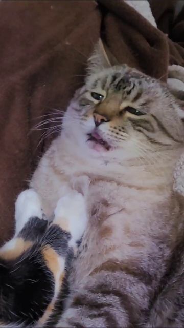 Когда пытаются поднять смотреть онлайн