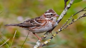 Пение птиц. Птицы. Пение птицы Клёст. Музыка жизни