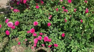 22.07.2025 Розы у дома