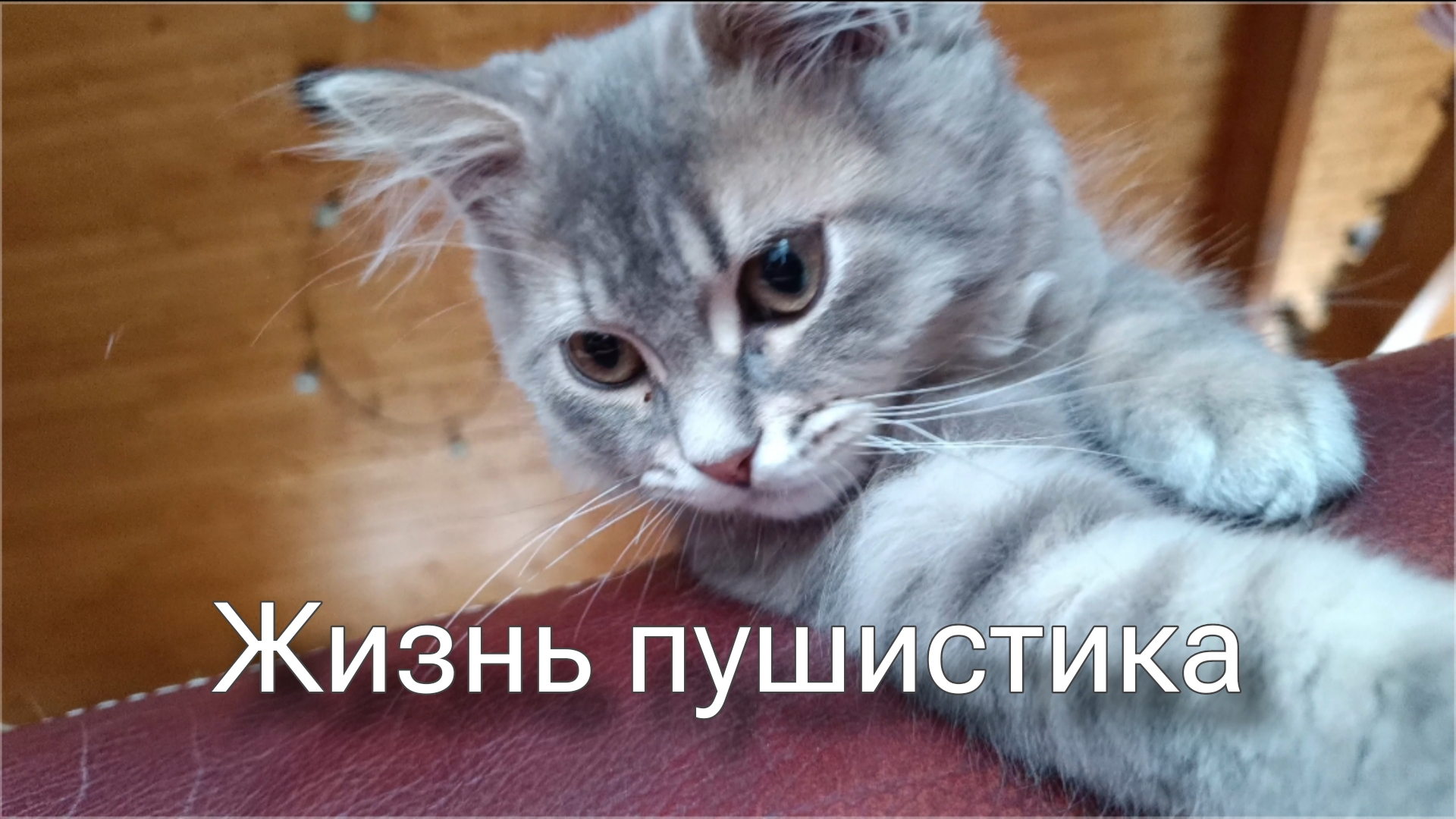 Кот, который любит купаться. смотреть онлайн