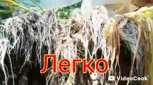 Стрелка пошла