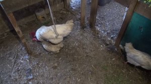 Перепела золотой феникс.