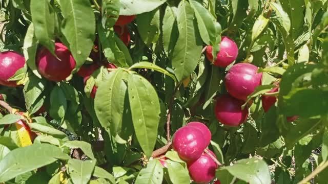 Нектарин Гарсия (Garcica) на подвое Бест