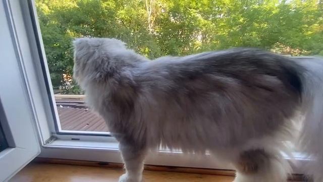 Пушистый космос: исследование мягкости и грации