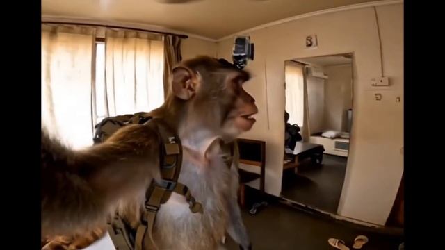 Блогер Бомжезьян, умора.