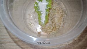 первое кормление малышей улиток Ахатин 🥬