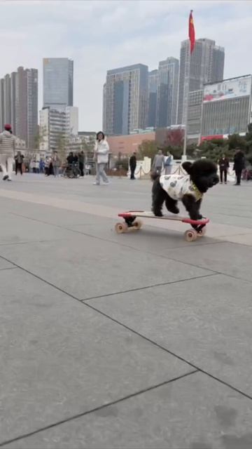 Весёлый пес смотреть онлайн