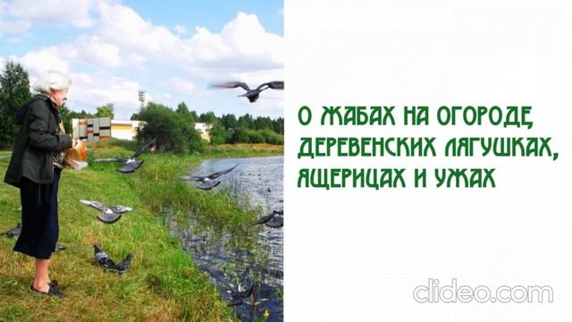 О жабах на огороде, деревенских лягушках, ящерицах и ужах
