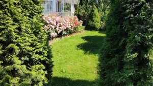 Ещё один уголок сада. Часть 4. Ленинградская область.