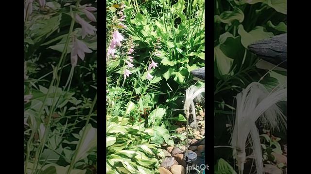 Отдыхаем на даче у подруги. Очень красивые цветы. Аппетитный шашлык. смотреть онлайн