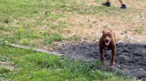 ДЕТИ И ПИТБУЛИ😱😱