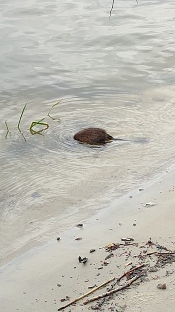 Ондатра по кличке Чучундра покорила наши сердца