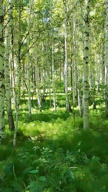 Березовая роща смотреть онлайн