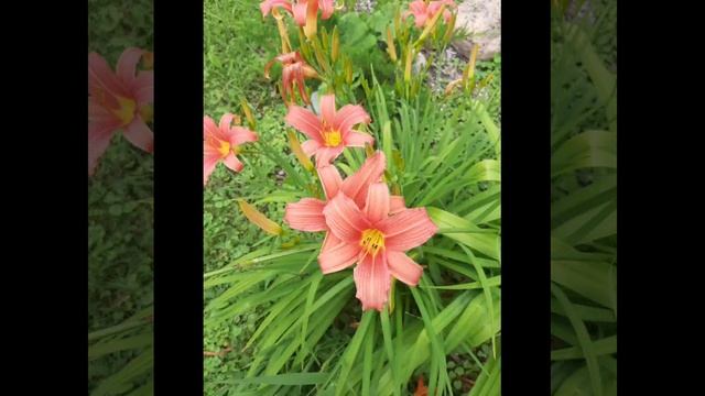 Прекрасные цветы и мелодия индийской флейты бансври.mp4 смотреть онлайн