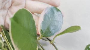 Хойя Аустралис Блонди