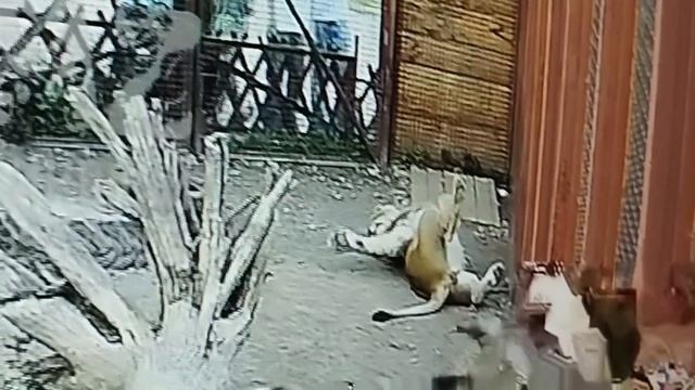 Веселые проделки Шерхана из онлайн МинЗоо.Извините за плохое качество.