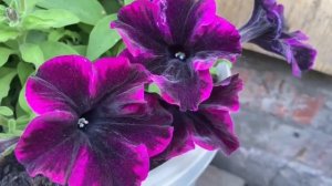 Петуния вегетативная Go! Tunia Cosmic Pink.  (Космик Пинк). Петуния вегетативная Go! Tunia Cosmic Pe